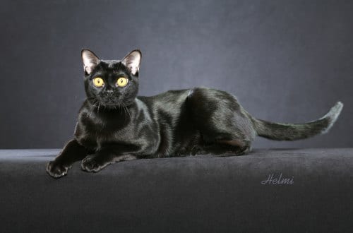 Lost Bombay grey named Mittens in Toronto