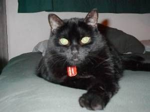 Lost Bombay black and white named Misty in Martensville