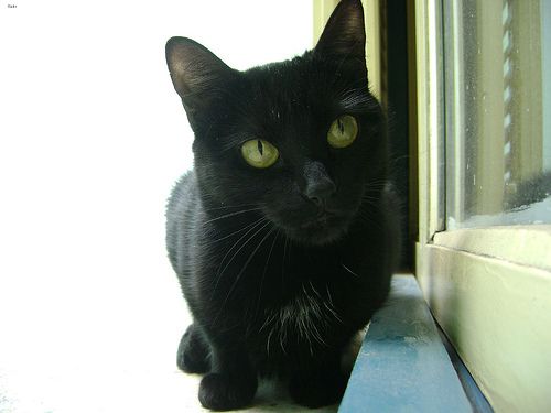Lost Bombay grey named Willow in Sault Ste. Marie