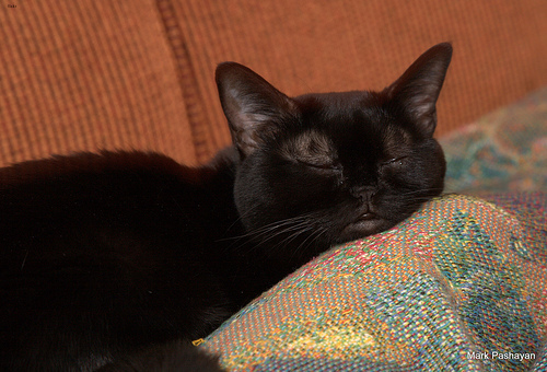 Lola