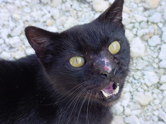 Lost Bombay black named Mittens in Montréal