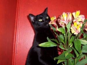 Lost Bombay cream named Salem in Saint-Hyacinthe