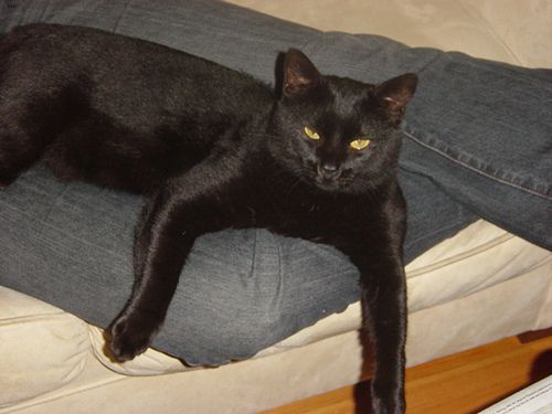 Lost Bombay tortoiseshell named Cleo in Calgary