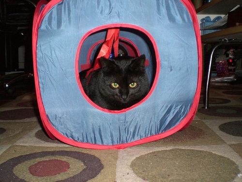 Lost Bombay grey named Biscuit in Hamilton