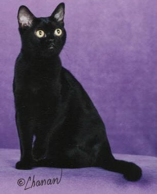 Lost Bombay grey named Misty in Granby