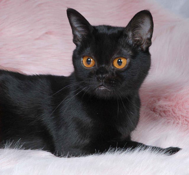 Lost Bombay black and white named Lola in Wetaskiwin