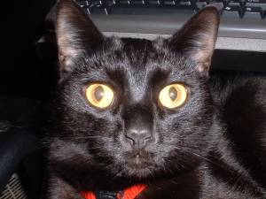 Lost Bombay tabby named Lola in Squamish