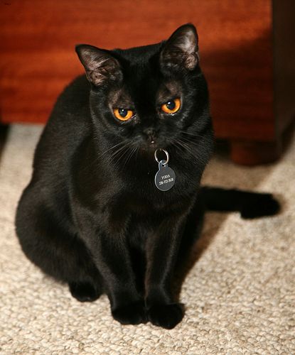 Lost Bombay calico named Tiger in Brossard