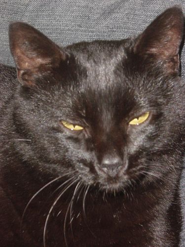 Lost Bombay black named Smokey in Burnaby