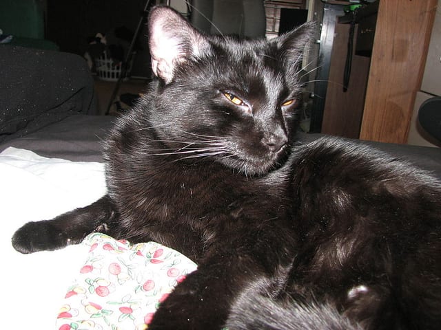 Lost Bombay tabby named Sam in Toronto