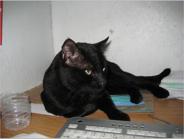 Lost Bombay tortoiseshell named Mittens in Hamilton