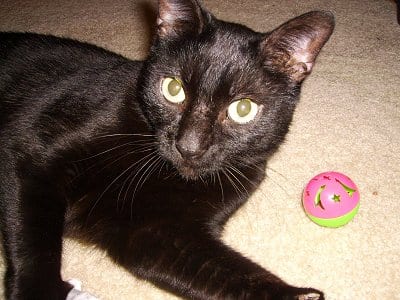 Lost Bombay tabby named Lola in Toronto