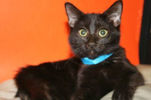 Lost Bombay black and white named Oscar in Gatineau