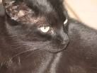 Lost Bombay cream named Mittens in Oakville