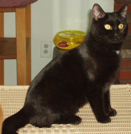 Lost Bombay black named Willow in Edmonton