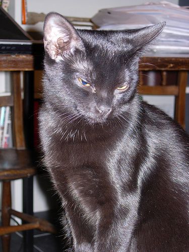 Lost Bombay cream named Oscar in Burnaby