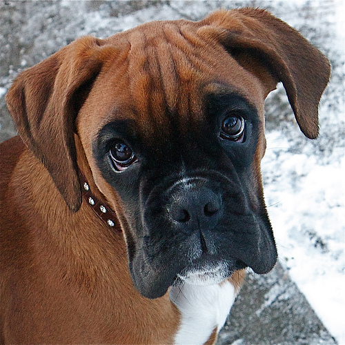 Lost Boxer brown named Bentley in Vancouver