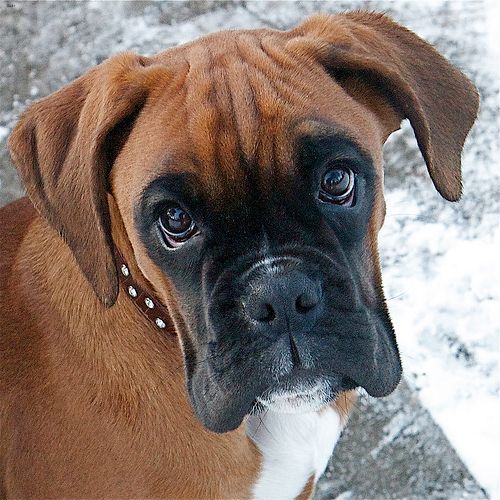 Lost Boxer brown named Bentley in Vancouver