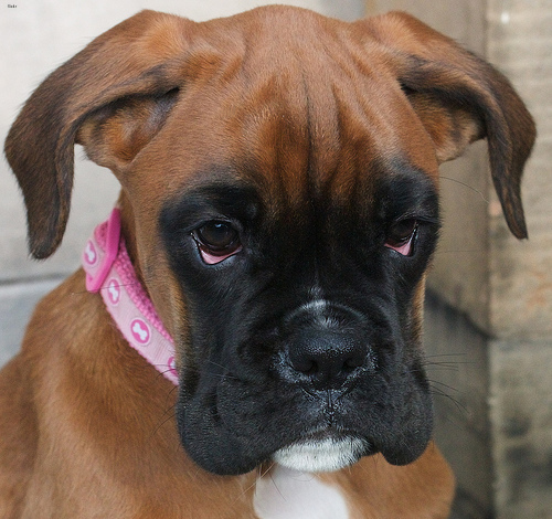 Lost Boxer cream named Maggie in Prince Albert