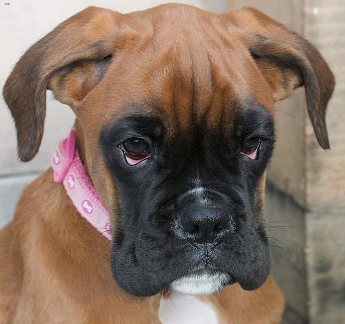 Lost Boxer cream named Maggie in Prince Albert