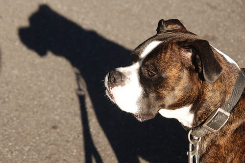 Lost Boxer brown named Leo in Montréal