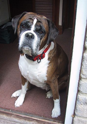 Lost Boxer white named Daisy in Saguenay