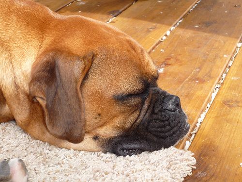 Lost Boxer golden named Sadie in Winnipeg