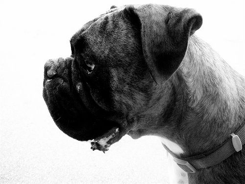 Lost Boxer golden named Winston in Brantford