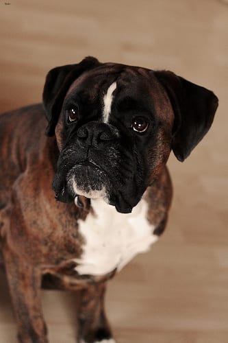Lost Boxer grey named Oliver in Hamilton
