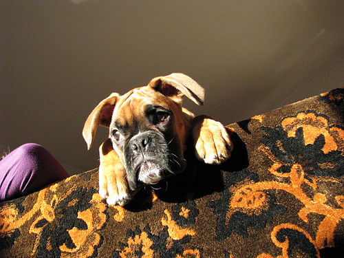 Lost Boxer tan named Rocky in London
