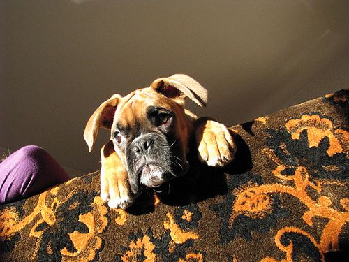 Lost Boxer tan named Rocky in London