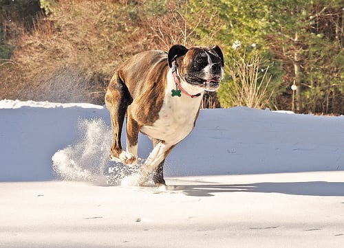 Lost Boxer golden named Luna in Delta