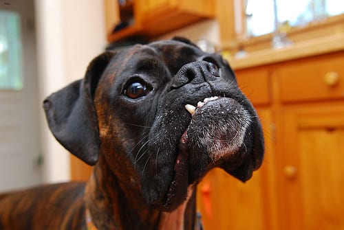 Lost Boxer black named Winston in Sylvan Lake