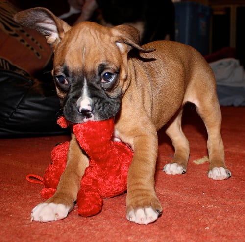Lost Boxer white named Ollie in Squamish