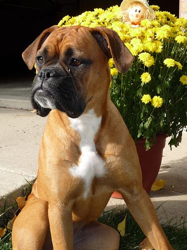 Lost Boxer tan named Winston in Cornwall