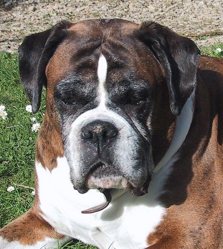 Lost Boxer grey named Bear in Coquitlam