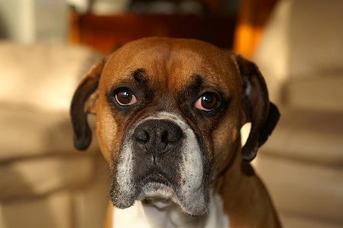 Lost Boxer cream named Lucy in Saint-Hyacinthe