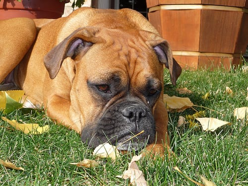 Lost Boxer black named Cooper in Victoria