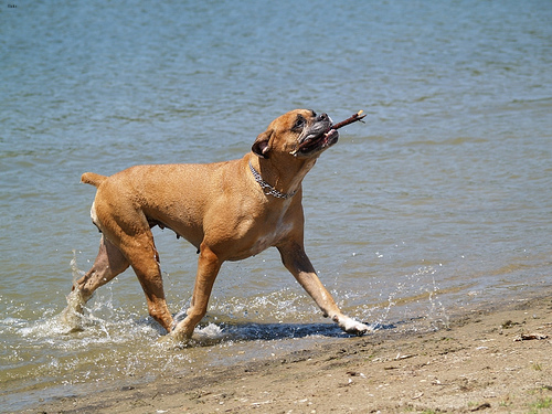 Lost Boxer grey named Leo in Shawinigan