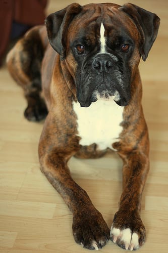 Lost Boxer golden named Nala in Dauphin