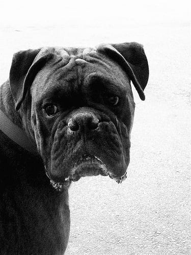 Lost Boxer golden named Buddy in Bridgewater