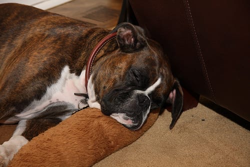 Lost Boxer white named Bailey in Ottawa