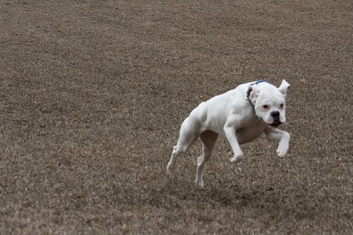 Lost Boxer white named Winston in Mississauga