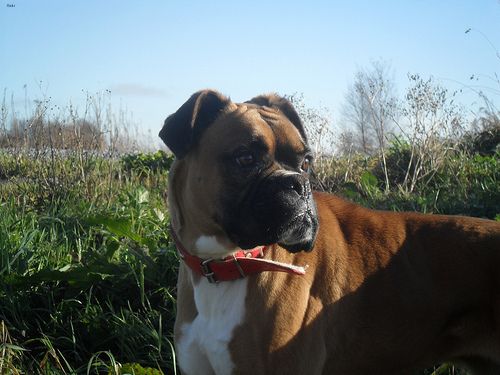 Lost Boxer golden named Rosie in Terrebonne