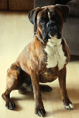 Lost Boxer golden named Luna in Brooks
