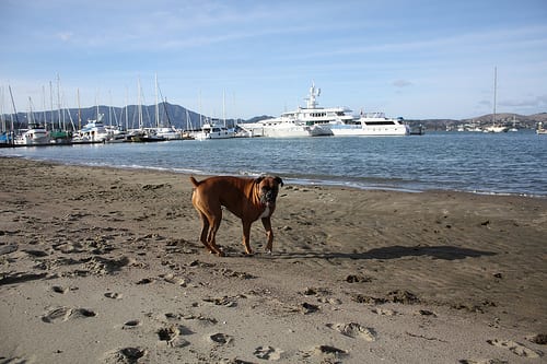 Lost Boxer golden named Nala in Port Moody