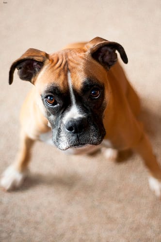Lost Boxer brown and white named Max in Summerside