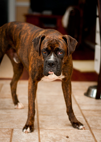 Bentley