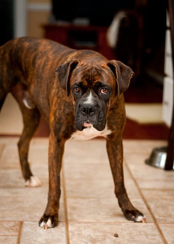 Lost Boxer chocolate named Nala in Moncton