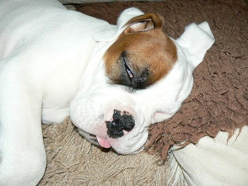 Lost Boxer grey named Milo in Saint John